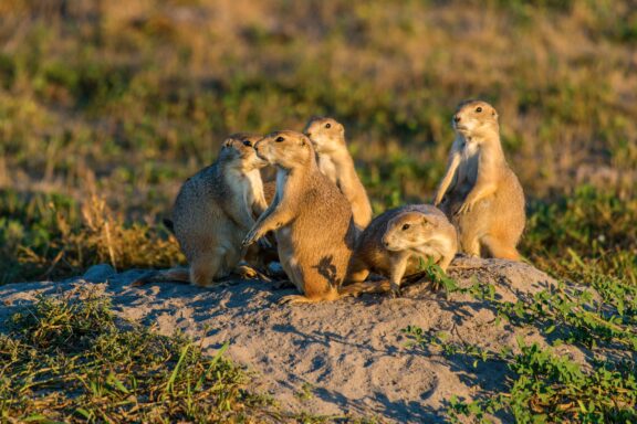Prairie Dogs (Cynomys) at Fort Niobrara National Wildlife Refuge in Cherry County.
