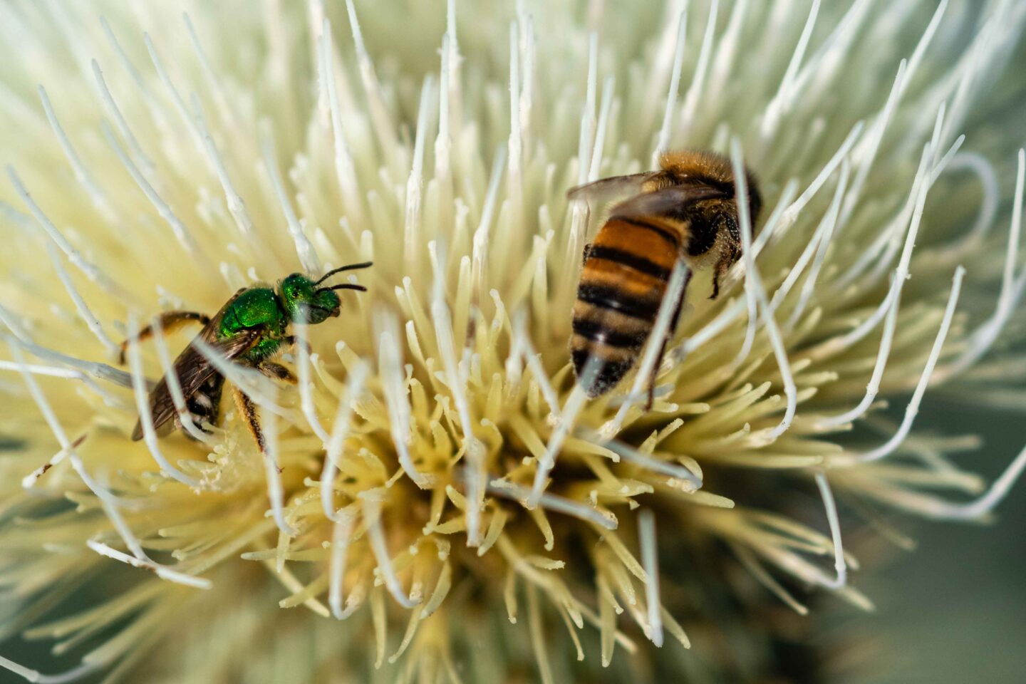 Bicolored Striped Sweat Bee (Agapostemon virsecens) and Honey Bee (Apis)