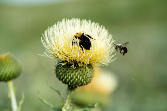 Brown-Belted Bumble Bee (Bombus griseocollis) on Platte Thistle (Cirsium canescens)