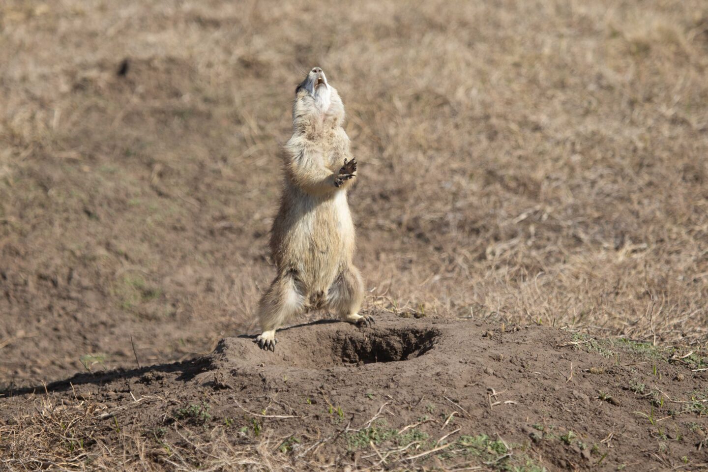 Prairie dog at Fort Niobrara National Wildlife Refuge near Valentine.