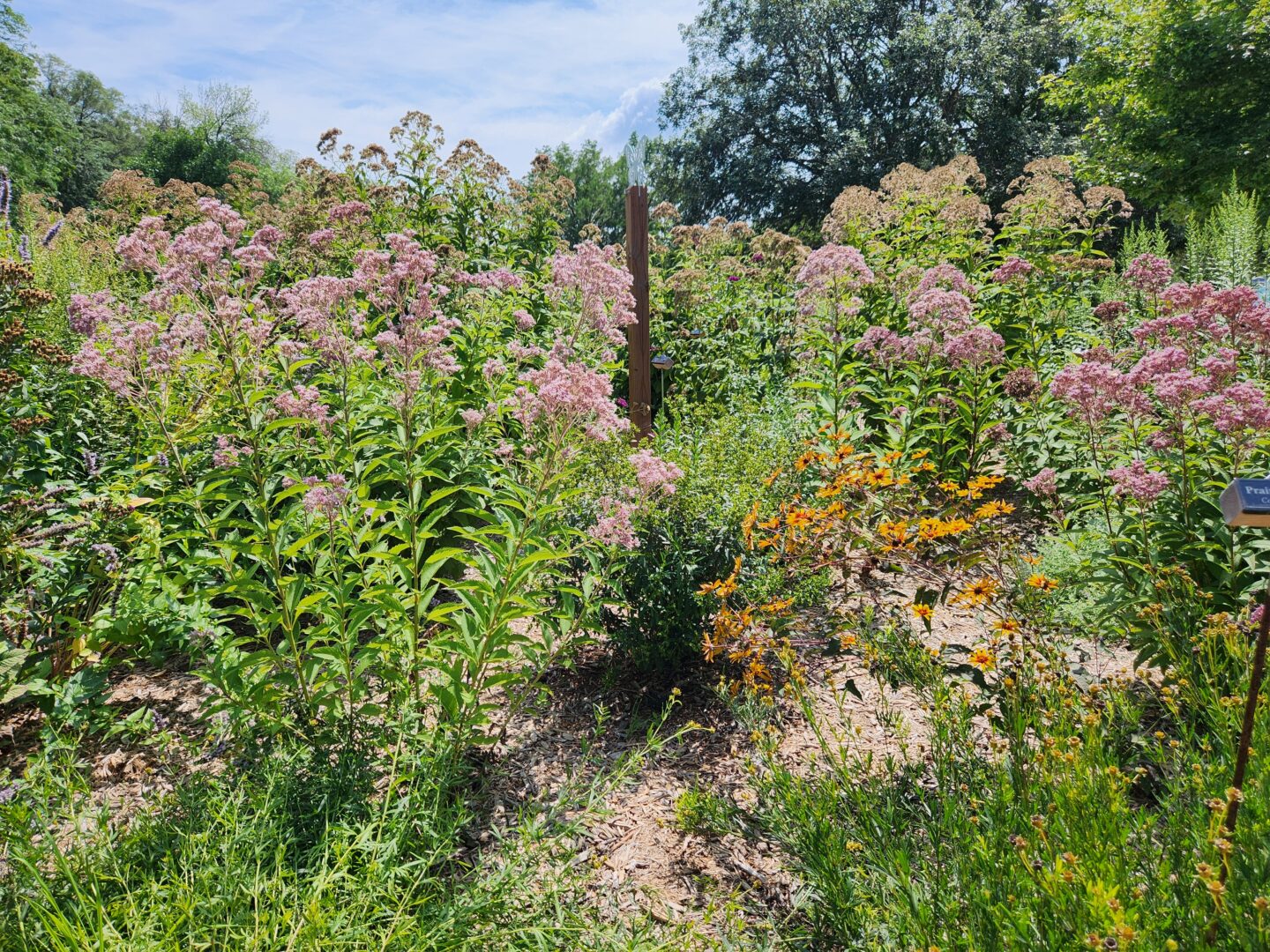 Joe Pye weed is an extremely tall native pollinator plant.