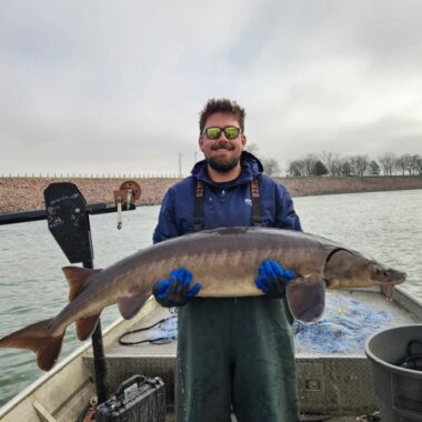 Fisheries biologist holding a lake sturgeon. Photo by Nebraska Game & Parks Commission.