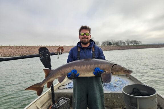 Fisheries biologist holding a lake sturgeon. Photo by Nebraska Game & Parks Commission.