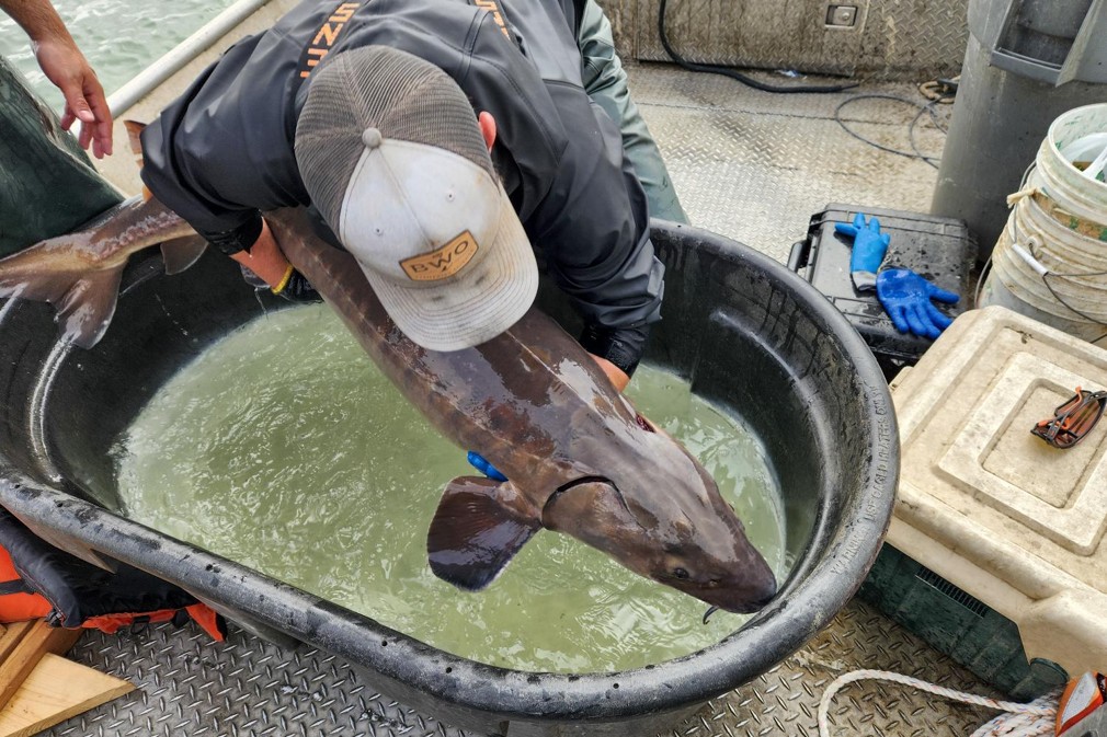 Fisheries biologist holding lake sturgeon over a tub of water.  Photo by Nebraska Game & Parks Commission.