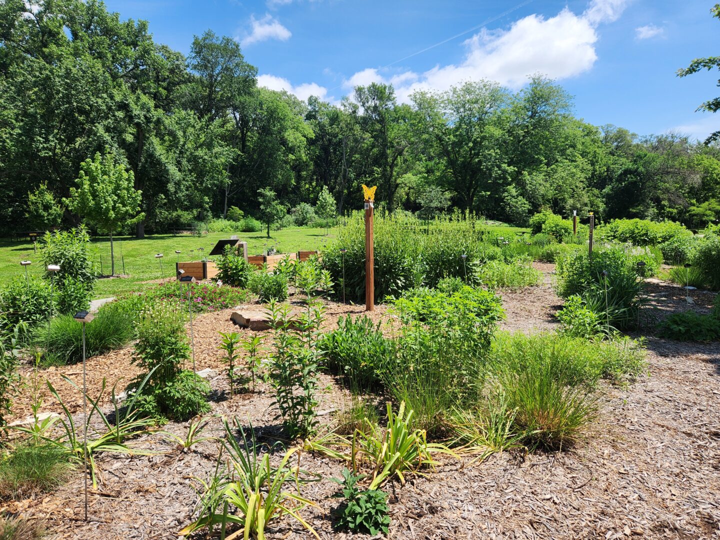 Pollinator gardens At Schramm Park SRA, early summer.