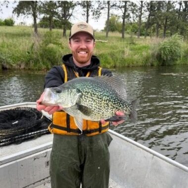 Black crappie collected in fish population sampling this spring.