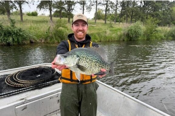 Black crappie collected in fish population sampling this spring.