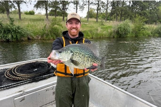 Black crappie collected in fish population sampling this spring.