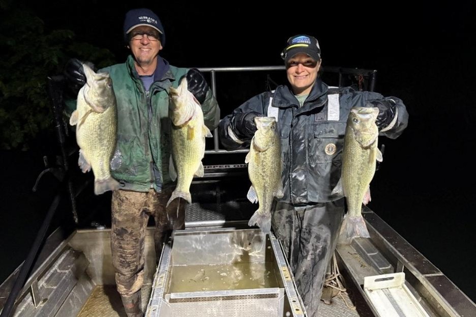 Four largemouth bass collected during sampling this spring.
