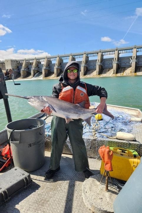 Paddlefish collected by sampling this spring.