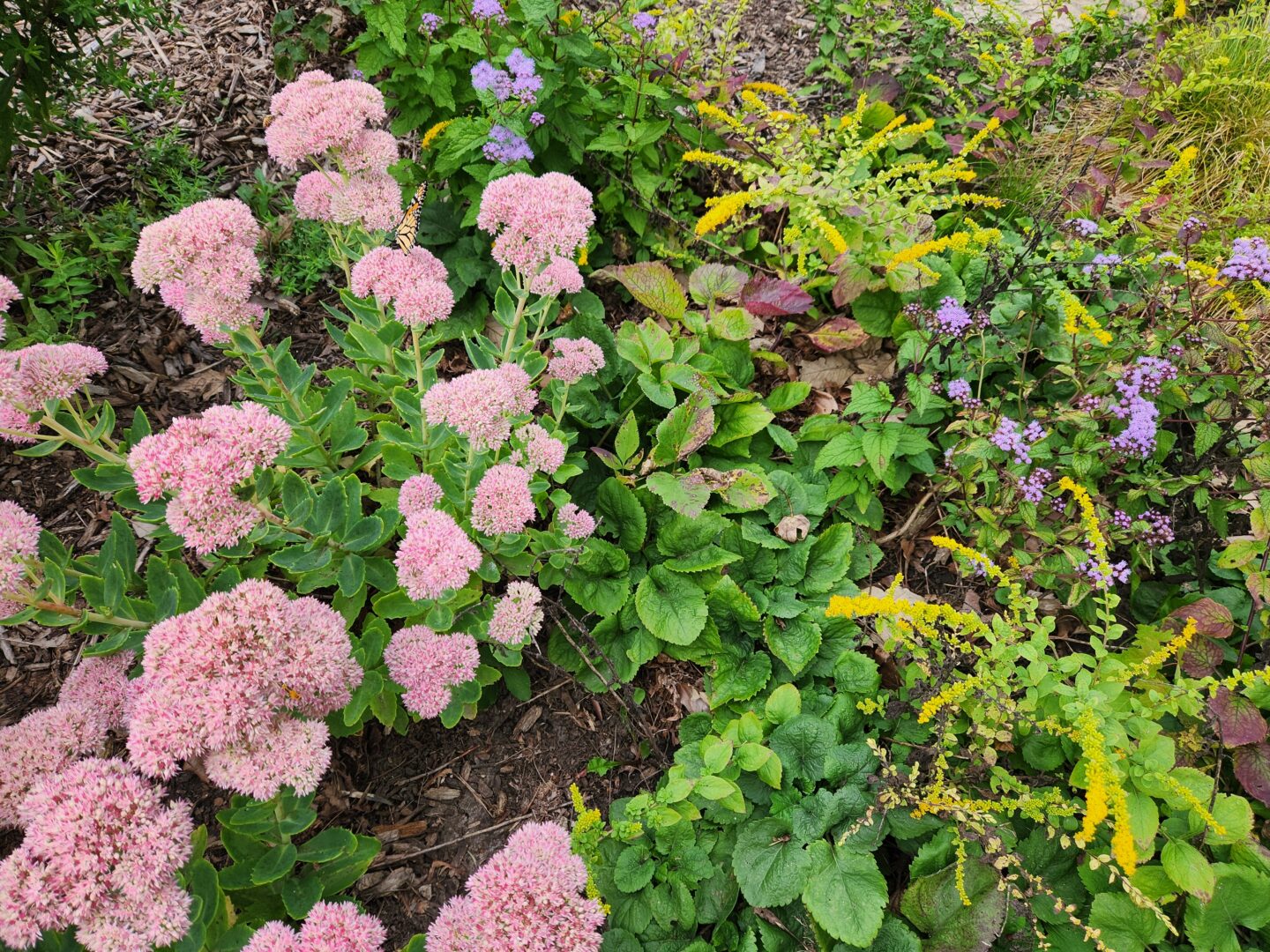 Sedum, goldenrod and purple mistflower are excellent pollinator plants that bloom in the fall.