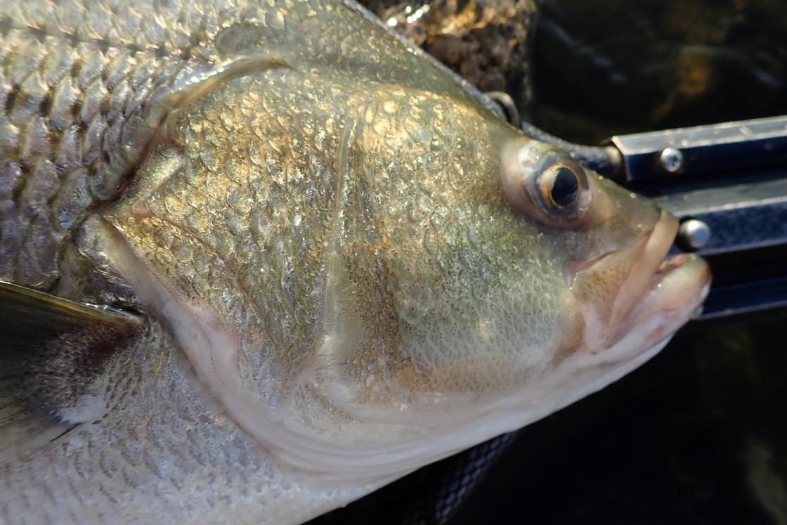 Closeup of head of hybrid striped bass (wiper) laying in net.