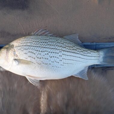 Hybrid striped bass on measuring board on sandy shoreline.