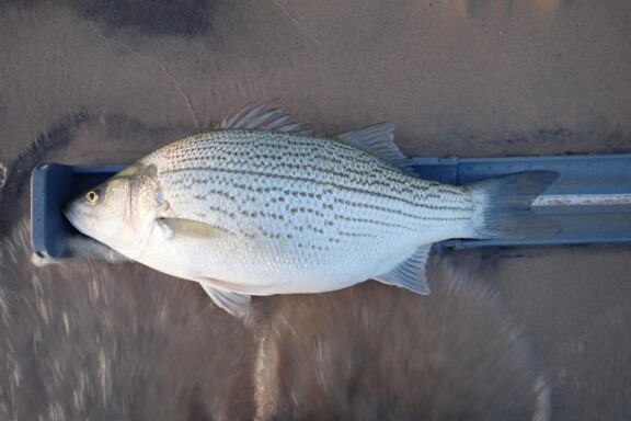 Hybrid striped bass on measuring board on sandy shoreline.