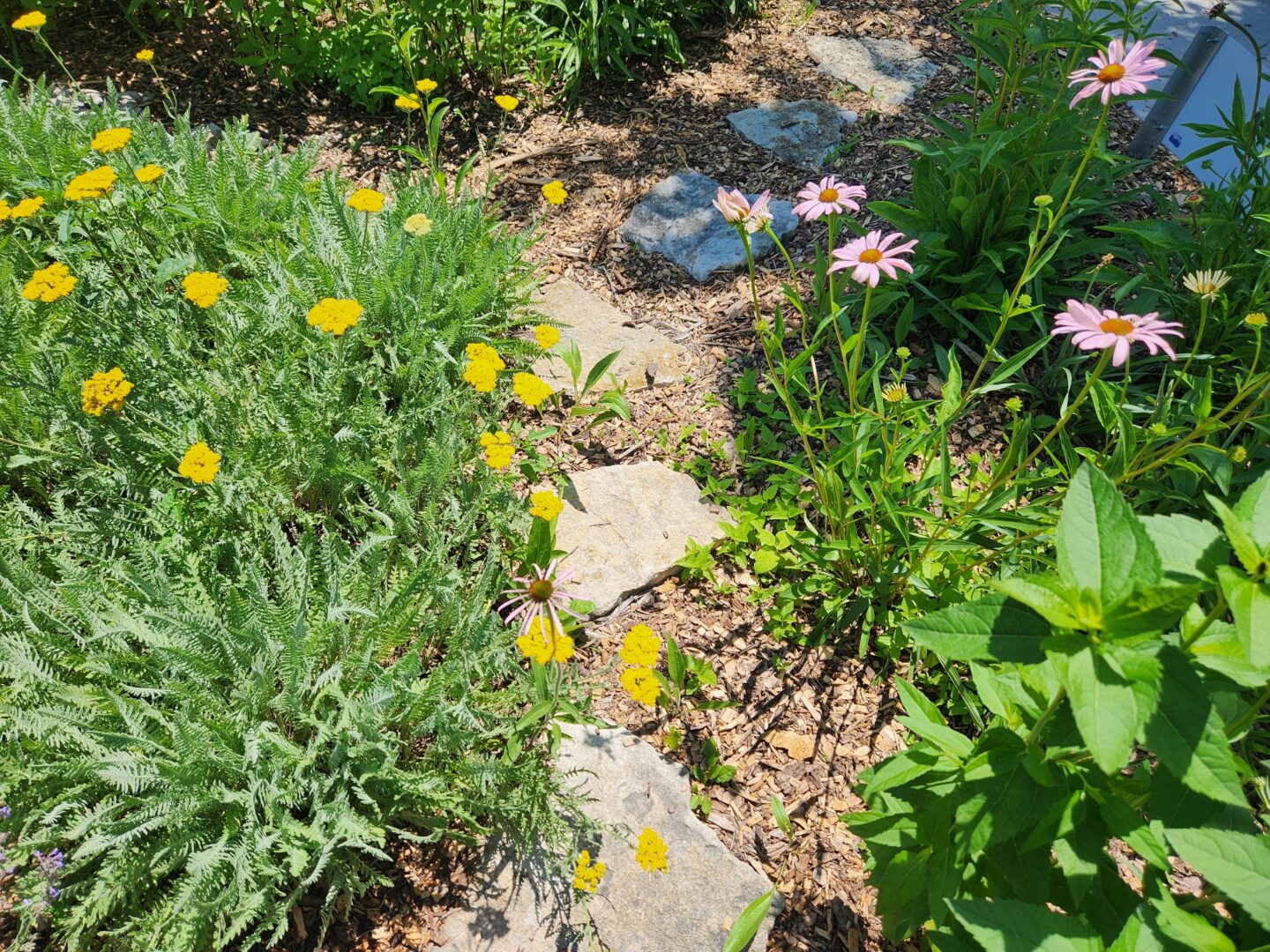 Yarrow And Coneflower