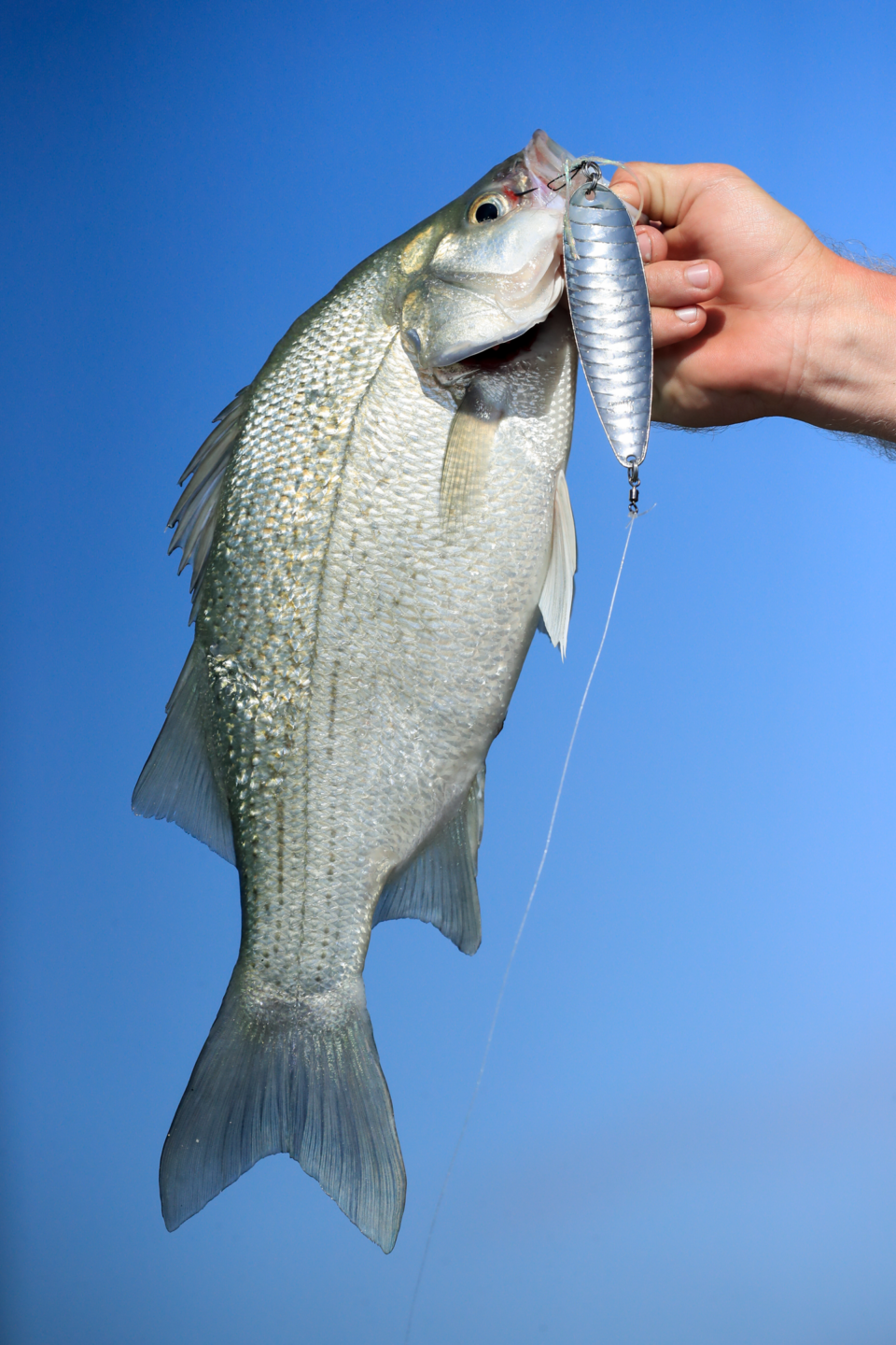 Flutter spoons are great for white bass (right).
