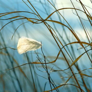 A sandhill crane feather glows in the evening light in Nebraska’s Platte River Valley at the Crane Trust.