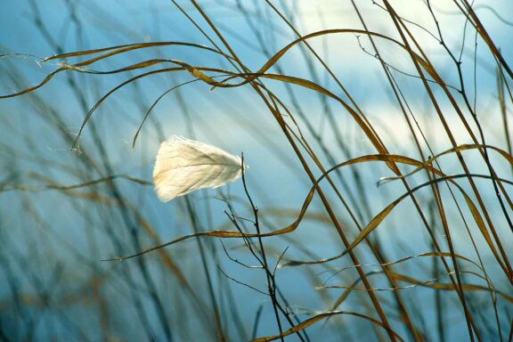 A sandhill crane feather glows in the evening light in Nebraska’s Platte River Valley at the Crane Trust.
