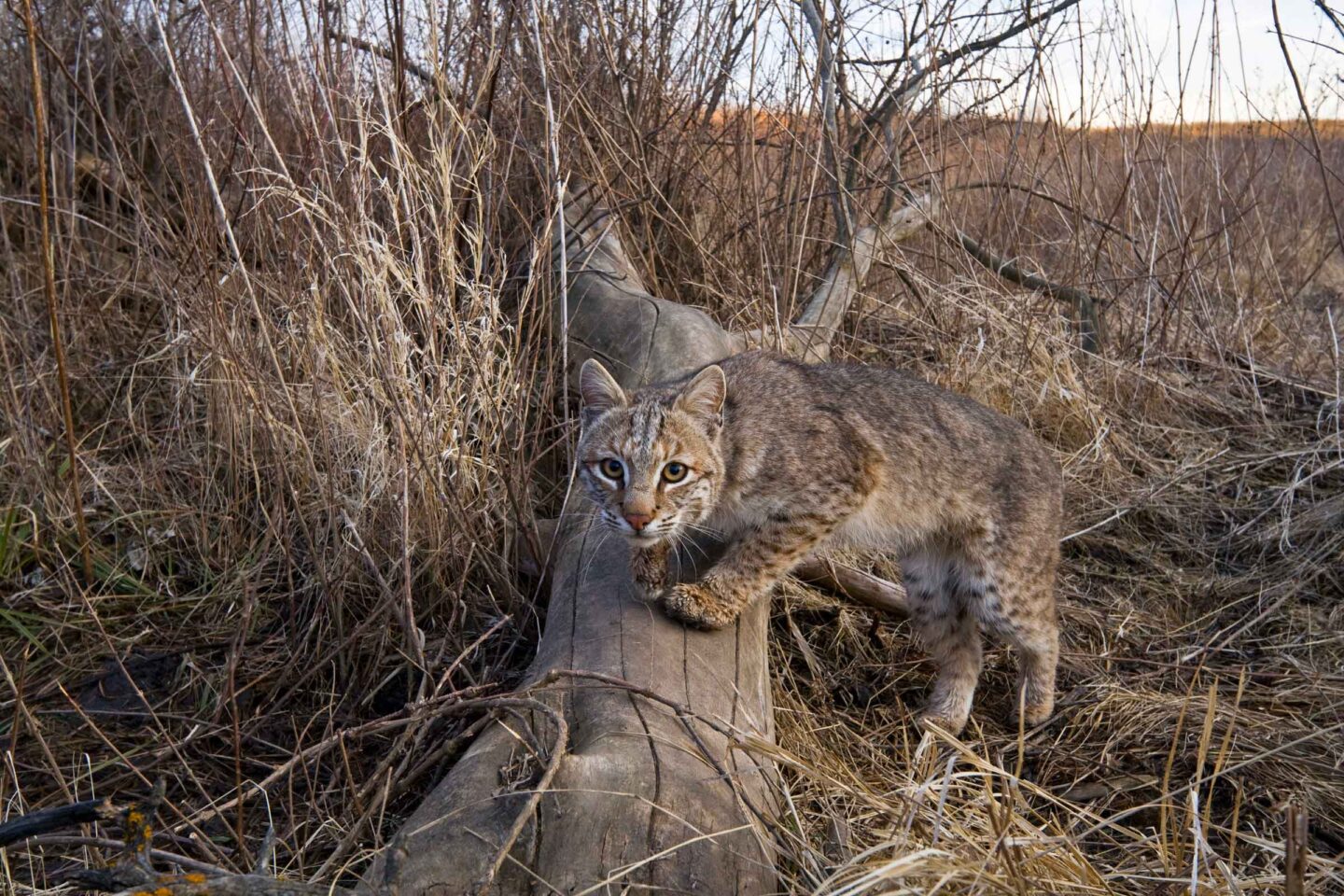 Near sunset, a bobcat moves along a creek drainage at Audubon’s Spring Creek Prairie near Denton, Nebraska.