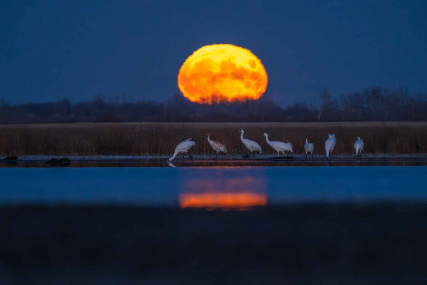 Whooping cranes walk through moonrise in a prairie wetland during fall migration near Marcelin, Saskatchewan.