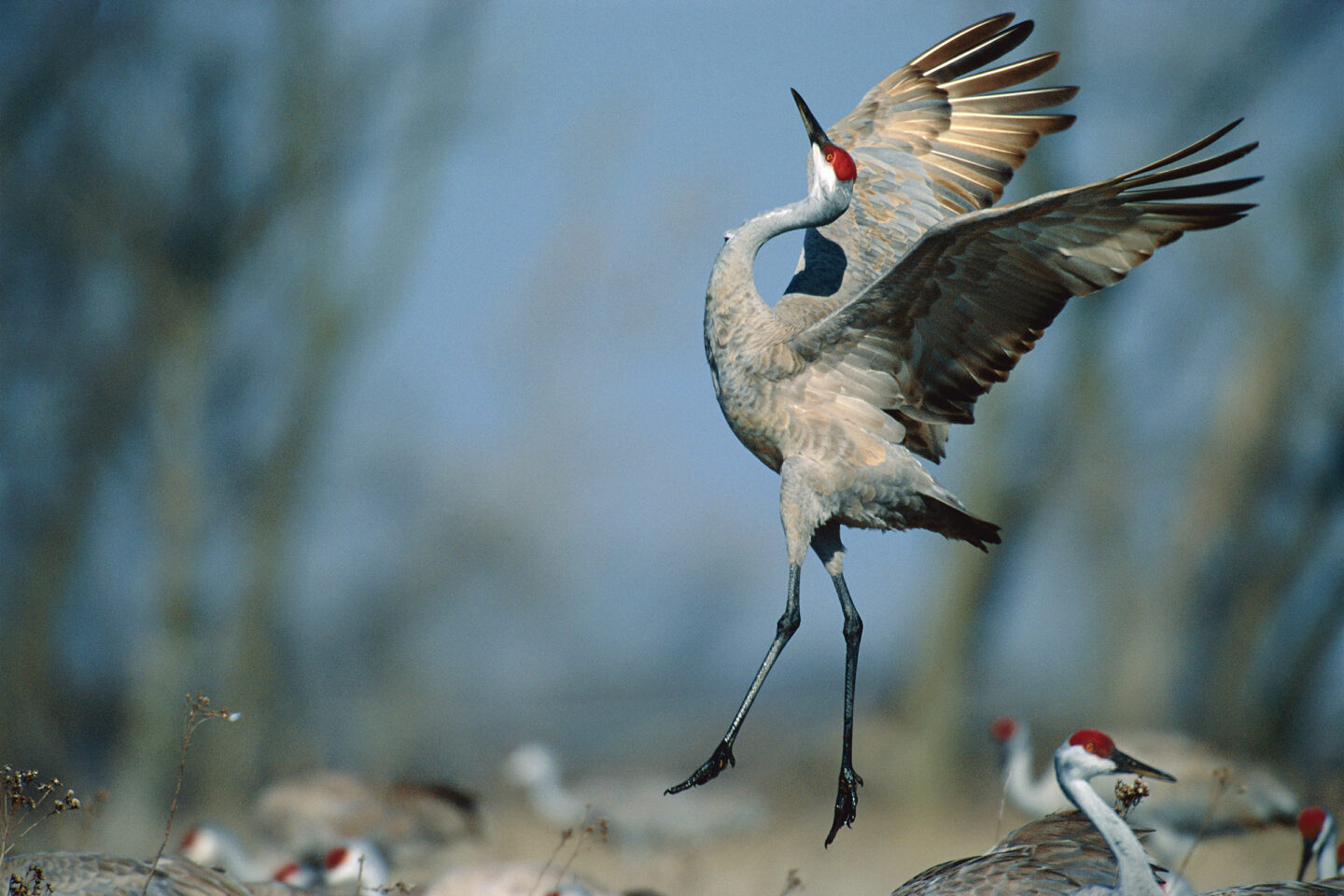 A sandhill crane spreads its wings at daybreak on the Platte River roost at Nebraska’s Audubon Rowe Sanctuary. 
