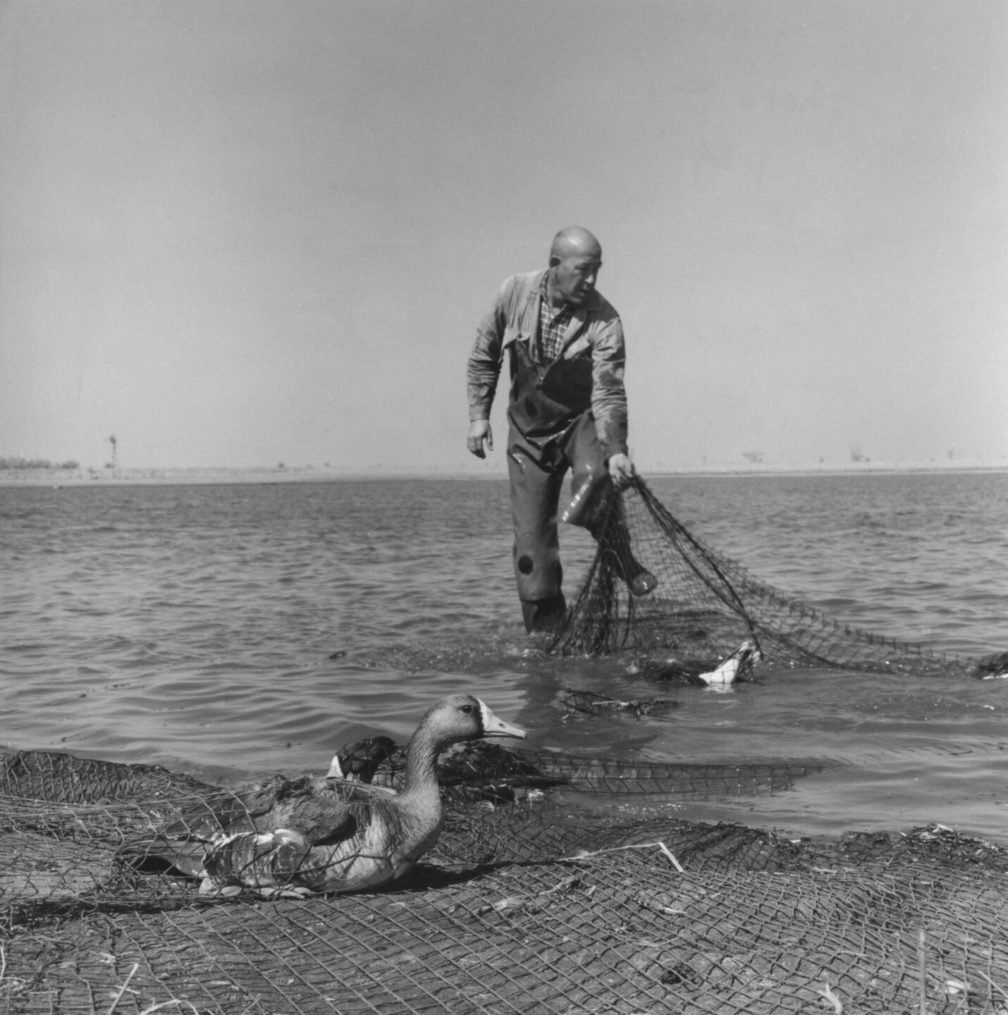 A Commission biologist pulls a net trapped with white-fronted geese to be banded.