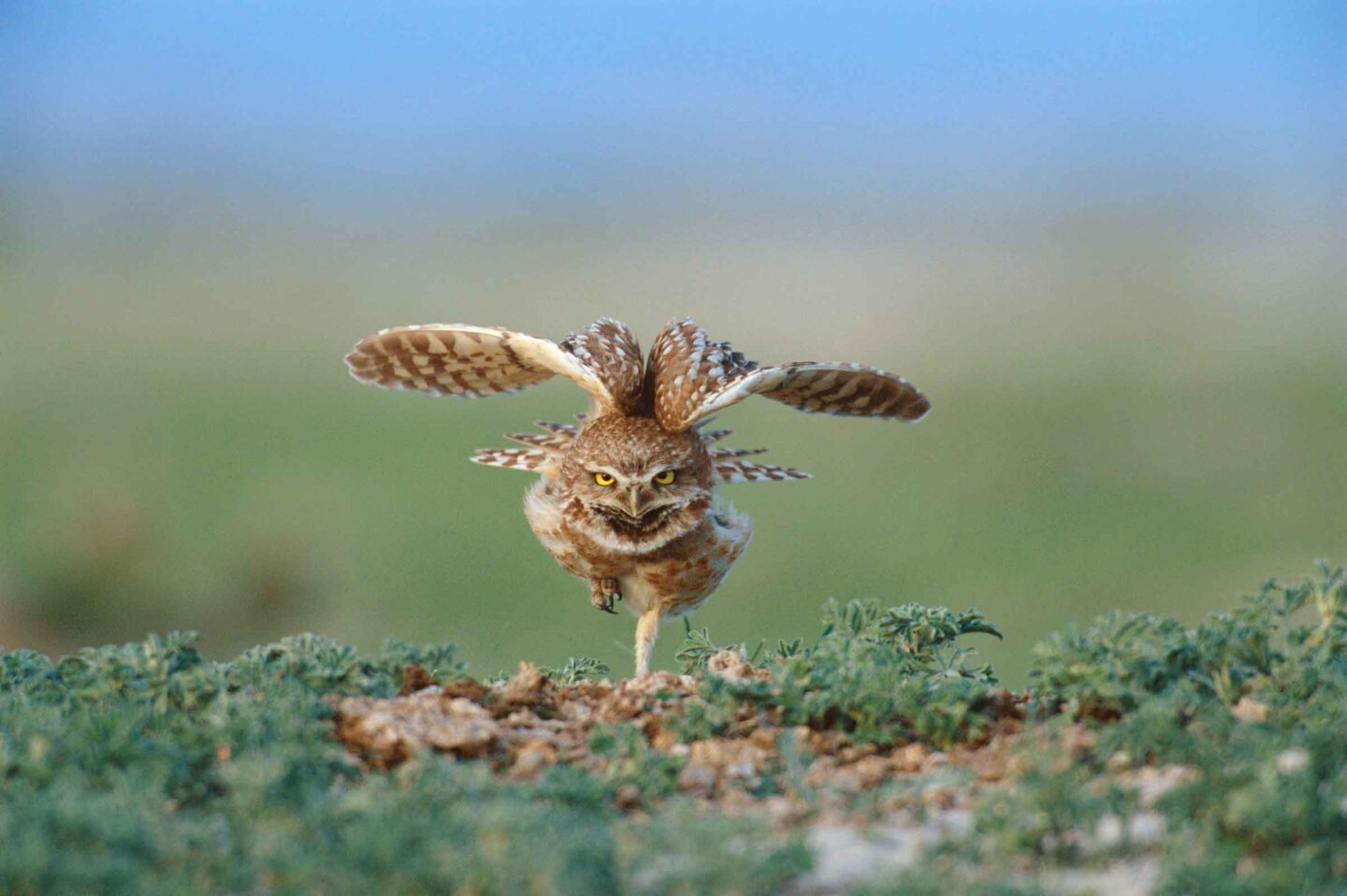 A burrowing owl displays at Buffalo Gap National Grasslands in South Dakota.