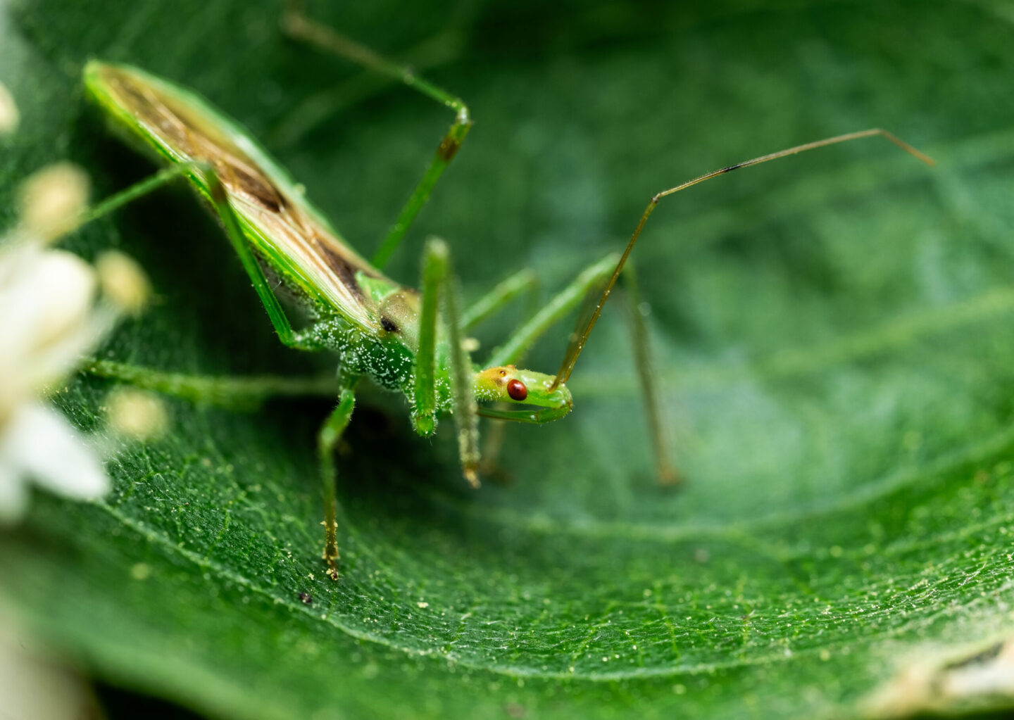 Assassin bugs are experts at camouflage, blending in to their surroundings and then sitting perfectly still until their unsuspecting prey wanders close to them.