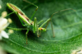 Assassin bugs are experts at camouflage, blending in to their surroundings and then sitting perfectly still until their unsuspecting prey wanders close to them.