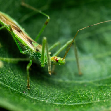 Assassin bugs are experts at camouflage, blending in to their surroundings and then sitting perfectly still until their unsuspecting prey wanders close to them.