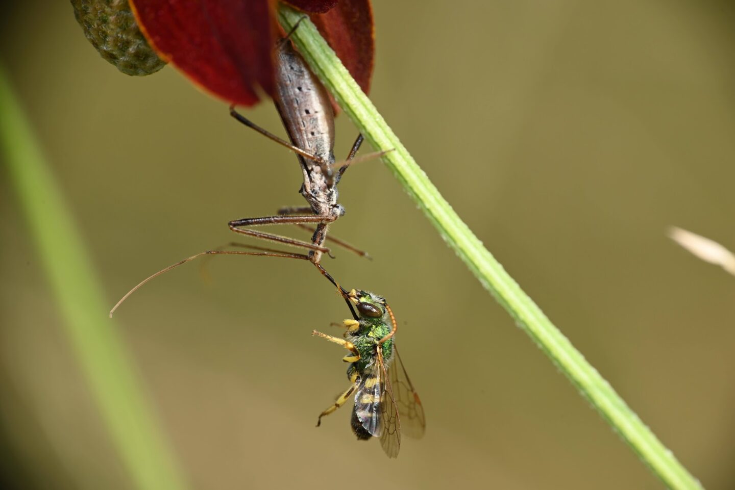 An assassin bug has captured its prey in a garden in Papillion.