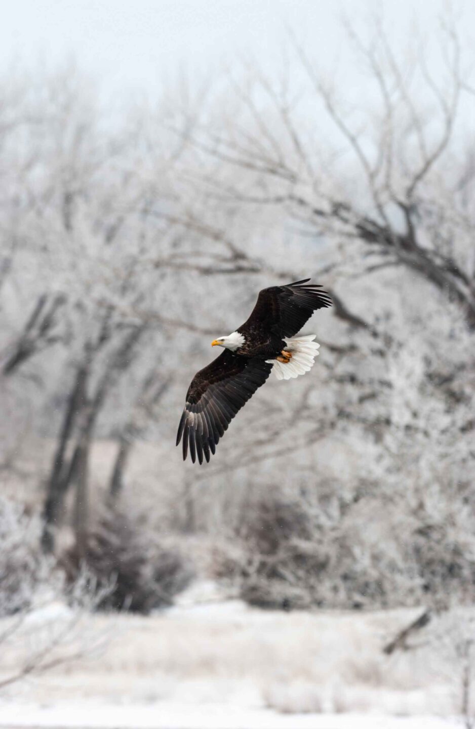 A bald eagle flies above the spillway on Lake Ogallala below Kingsley Dam.