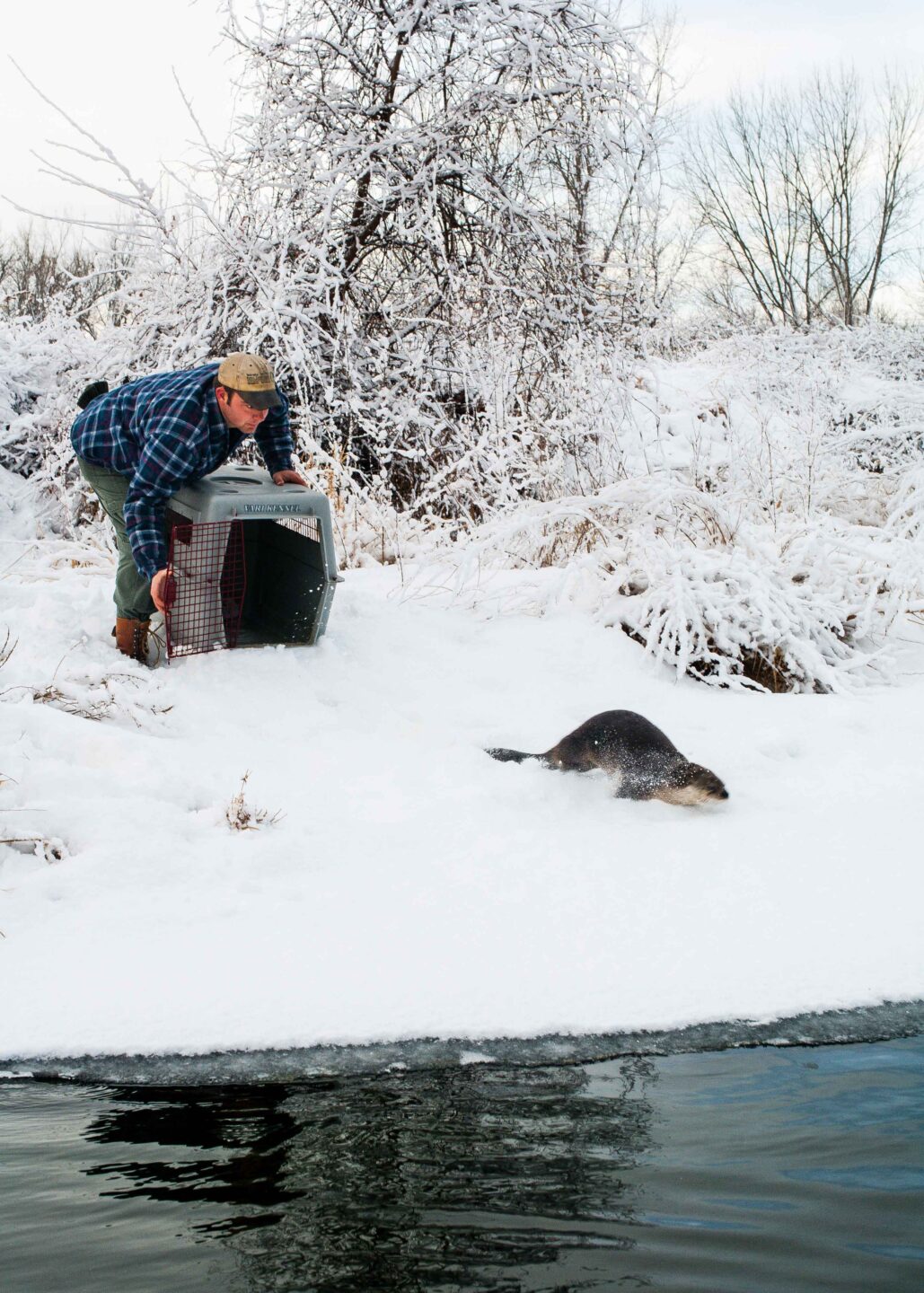 Kent Fricke releases a river otter into the Platte River in Hall County.  