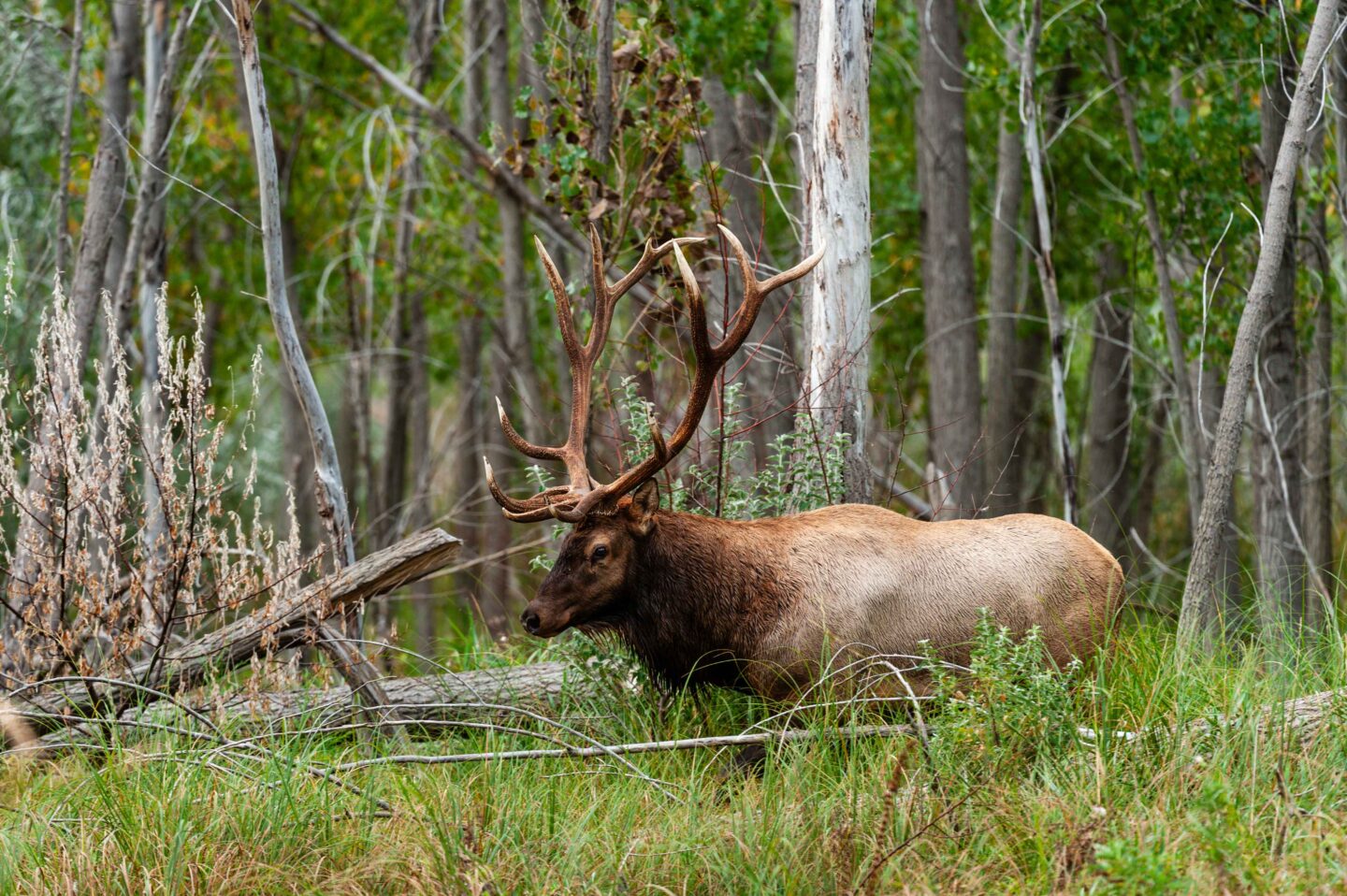 A bull elk makes his way through the bottomland forest along the North Platte River near Lewellen.