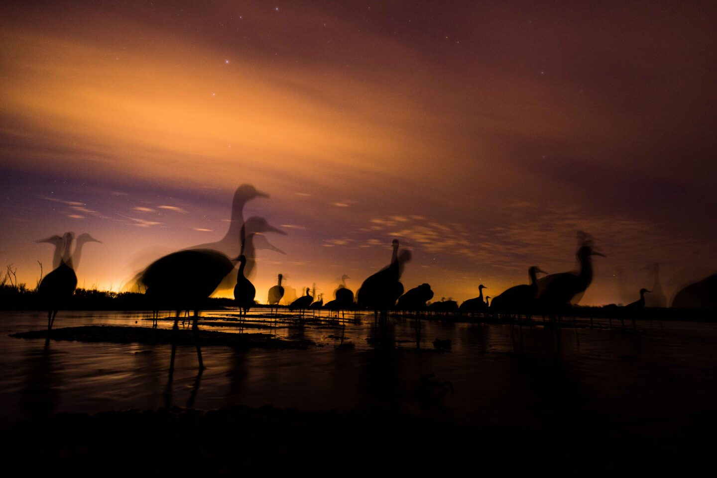 A long, nighttime exposure reveals stars and gives a ghostly appearance to sandhill cranes roosting on the Platte River in
Hall County.