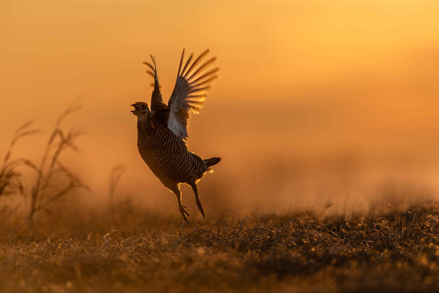 A greater prairie-chicken dances on a lek at Burchard Lake WMA in Pawnee County.