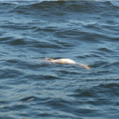 A dead fish floating in waves.