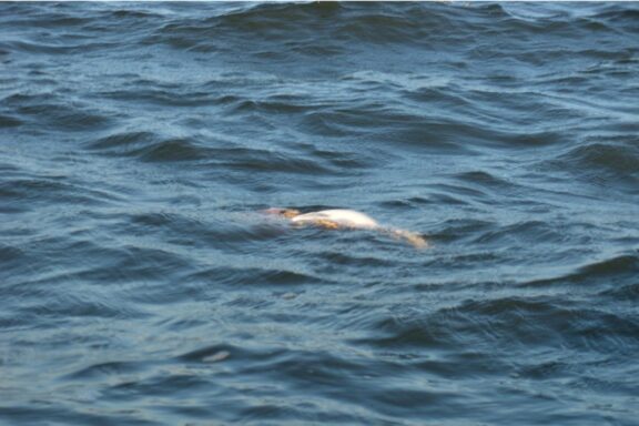 A dead fish floating in waves.