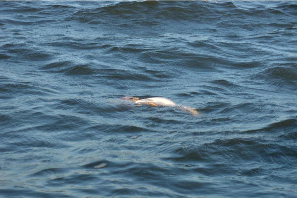 A dead fish floating in waves.