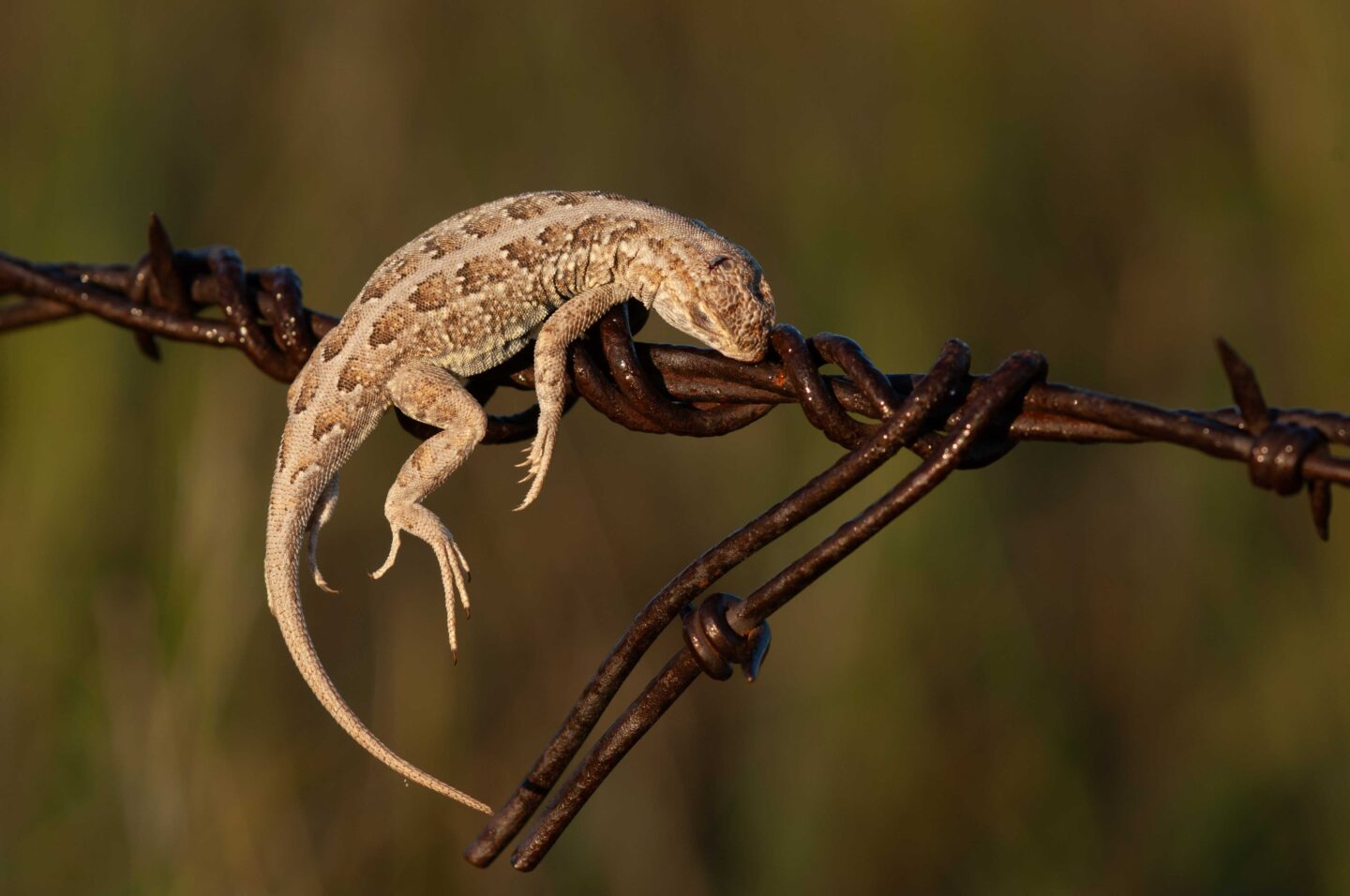 Loggerhead shrike impale their prey on barbed wire fences, or stick them in rock crevices to store and eat later. This lesser earless lizard was found on a barbed wire fence near Niobrara Valley Preserve in Brown County.