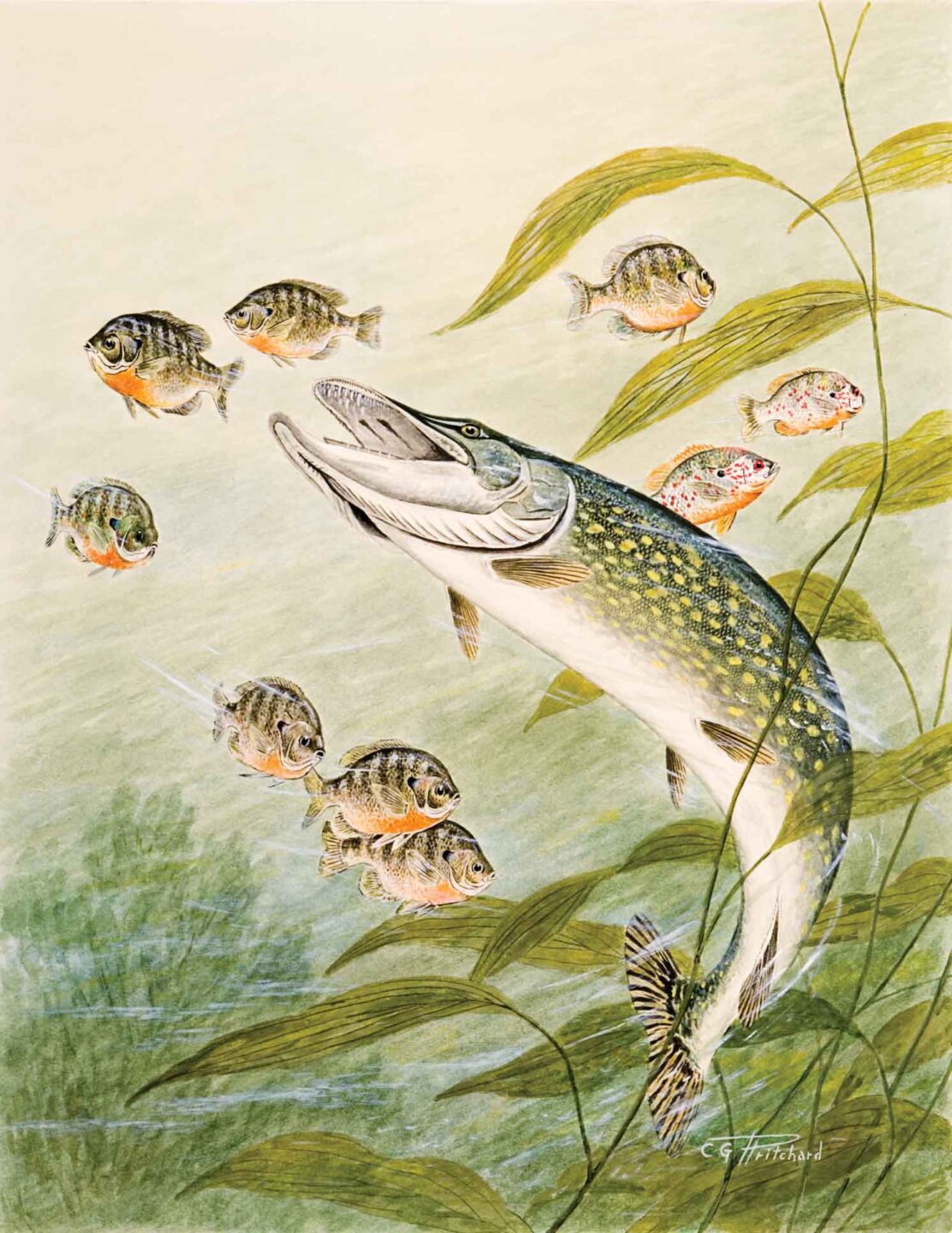 Illustration of northern pike and bluegill.