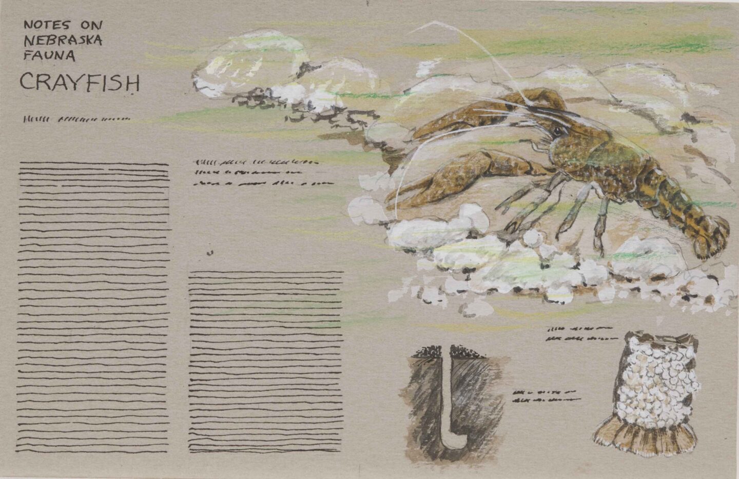 Mock-up of a layout for a Notes on Nebraska Fauna series featuring an illustration of a crayfish by Bud Pritchard.