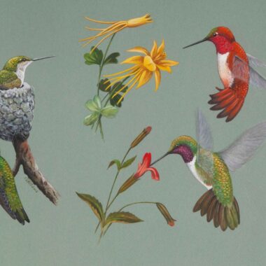 Illustrations of hummingbirds.