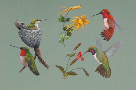 Illustrations of hummingbirds.