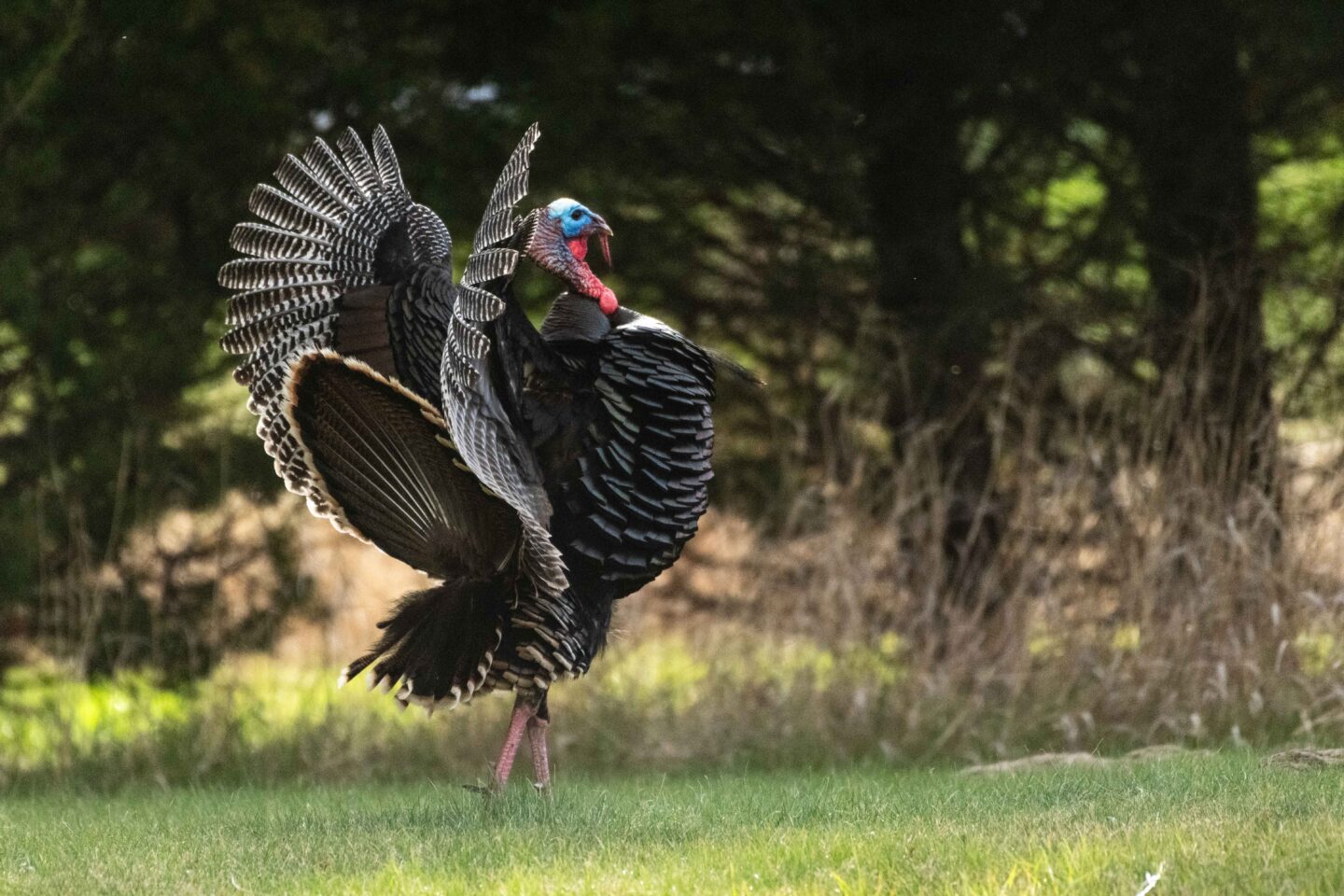 A tom wild turkey struts at Crescent Lake National Wildlife Refuge in Garden County.