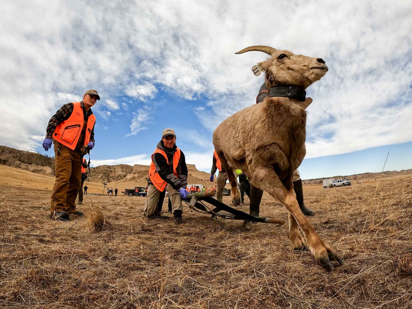 A bighorn sheep is released back to the 
wild after receiving ear tags and a telemetry collar from 
Game and Parks employees and volunteers at Williams 
Gap Wildlife Management Area. 