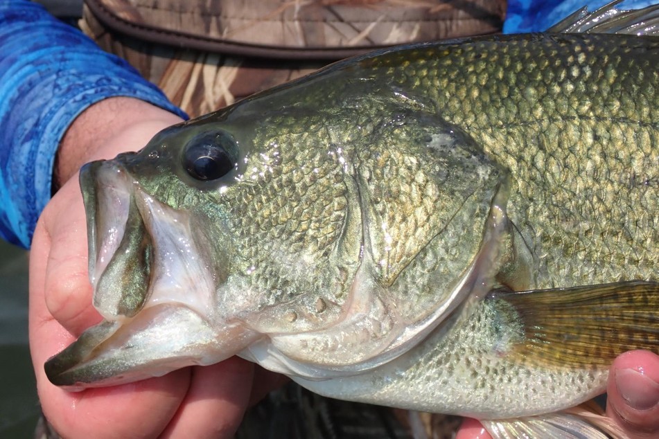 Closeup of a largemouth bass.