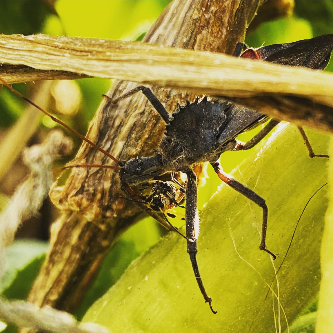 This Wheel bug has captured prey in a garden in Lincoln.