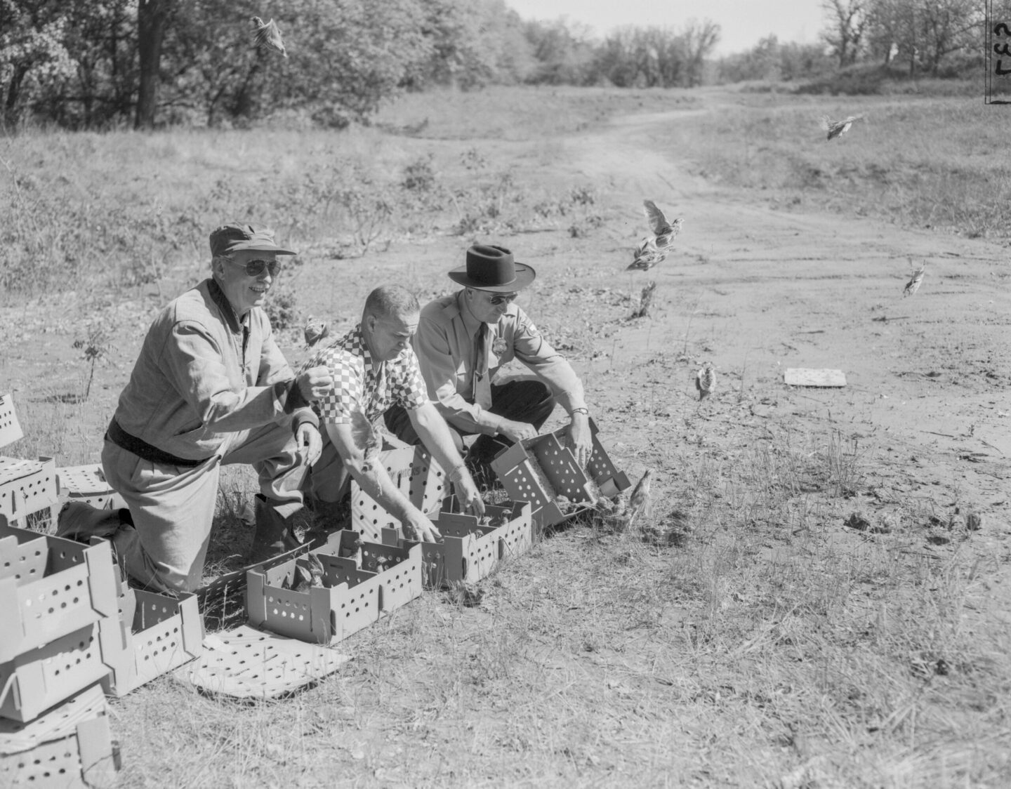 In May 1957, Coturnix quail are released at the Schramm Area by the Omaha Fish and Wildlife Club. Of all attempts to introduce exotic game birds, only the pheasant has met widespread success.