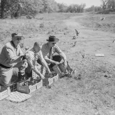 In May 1957, Coturnix quail are released at the Schramm Area by the Omaha Fish and Wildlife Club. Of all attempts to introduce exotic game birds, only the pheasant has met widespread success.